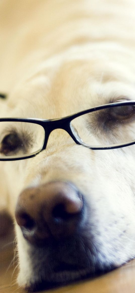 labrador, retriever, goggles, face