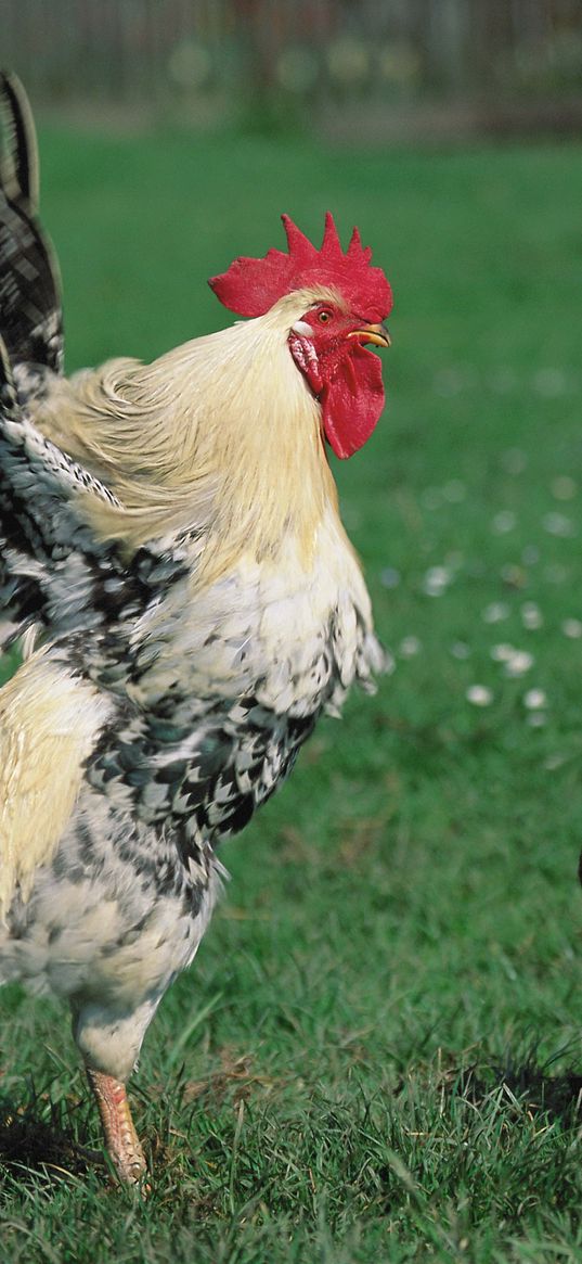 hen, rooster, grass