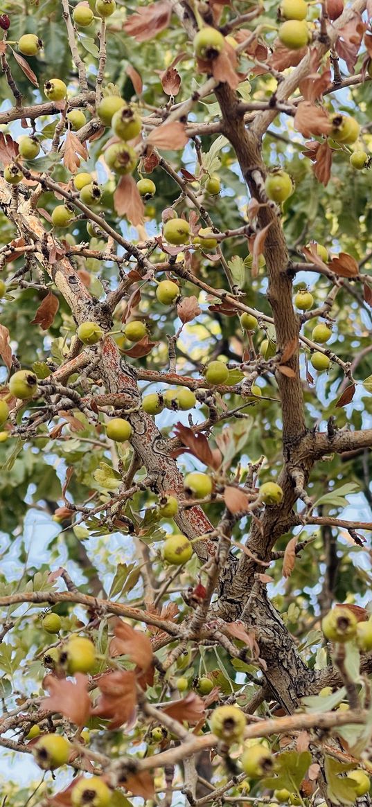 kurdistan, sky, wallpaper, trees, branches, fruits