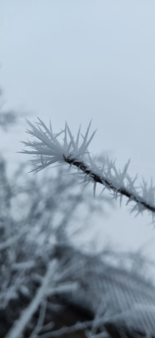 branch, frost, snow, winter, cold, white, tree