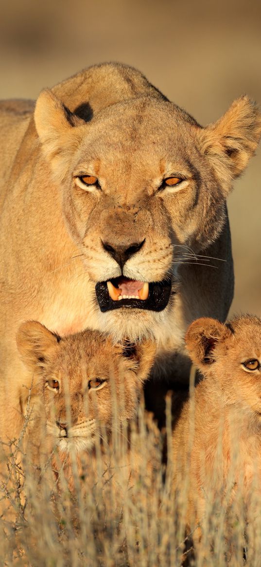 lion, female, lion cubs, family, africa, predators