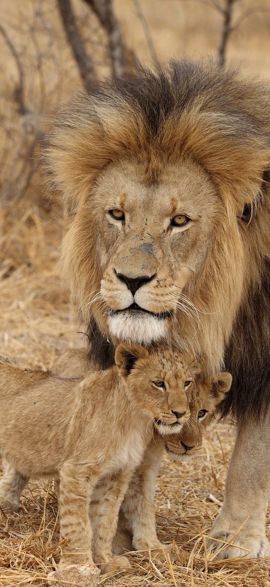 lion, male, lion cubs, family, africa, predators