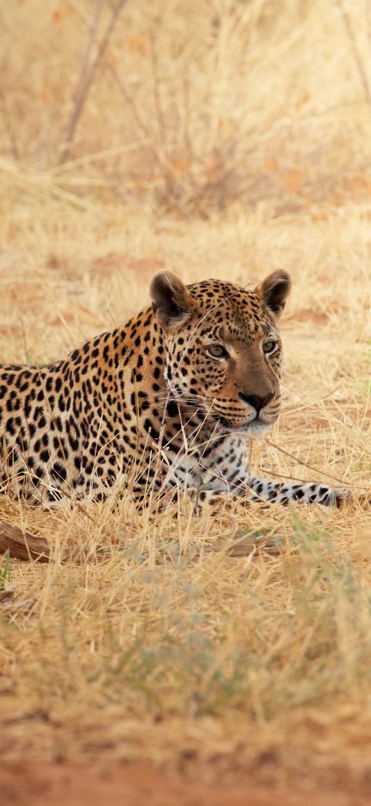 leopard, rest, grass, africa