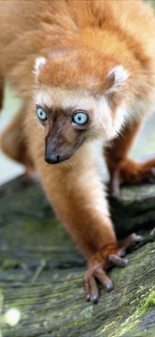 lemur, blue eyes, twigs, moss