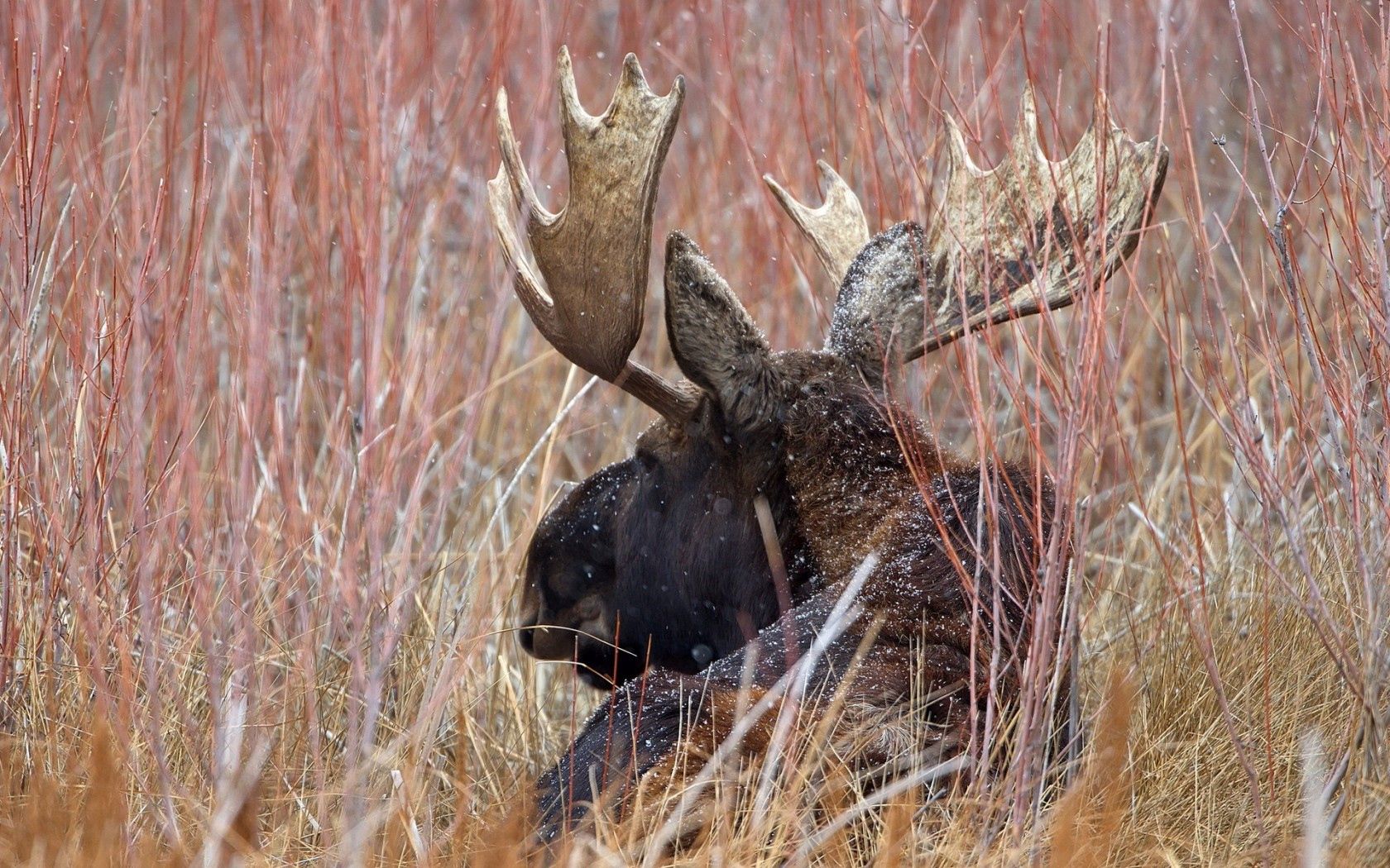 elk, antlers, nature