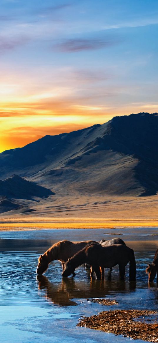 horse, herd, watering hole, lake, mountains, sunset