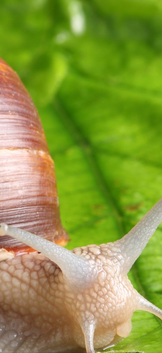 snail, leaf, mustache, green background