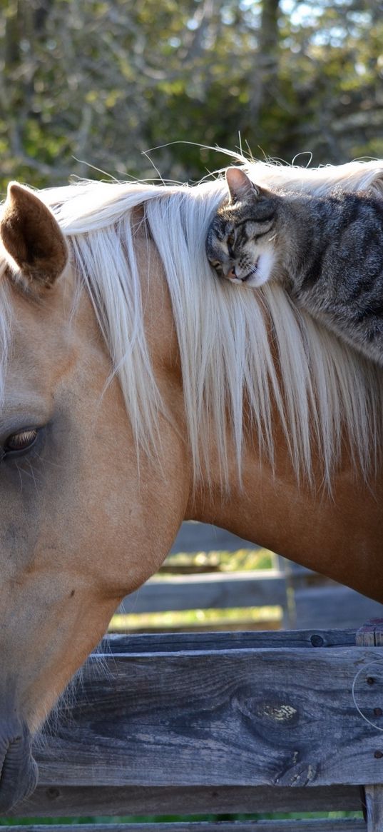 horse, cat, friendship