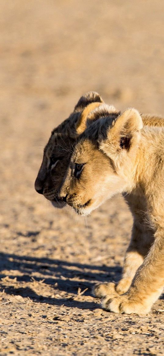 lions, cubs, walking, couple, shadow