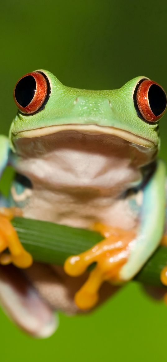 frog, red eye, stem, green background