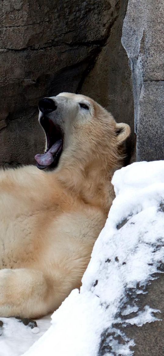 bear, white, recreation, yawn