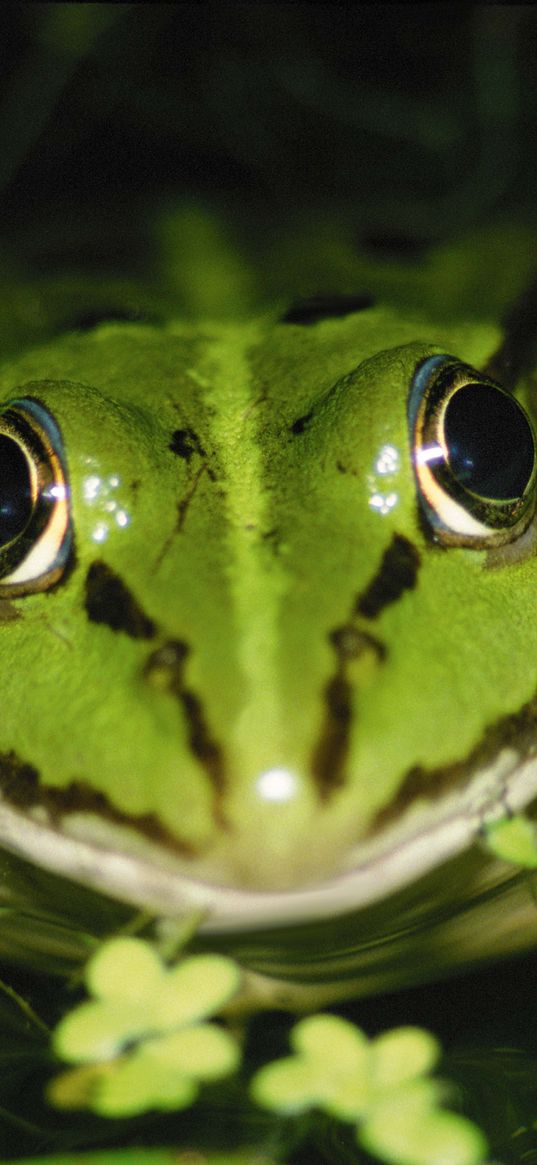 frog, water, duckweed