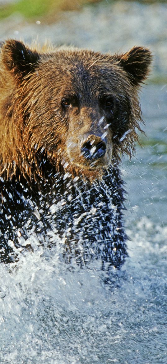 bear, grizzly bear, water, spray, river