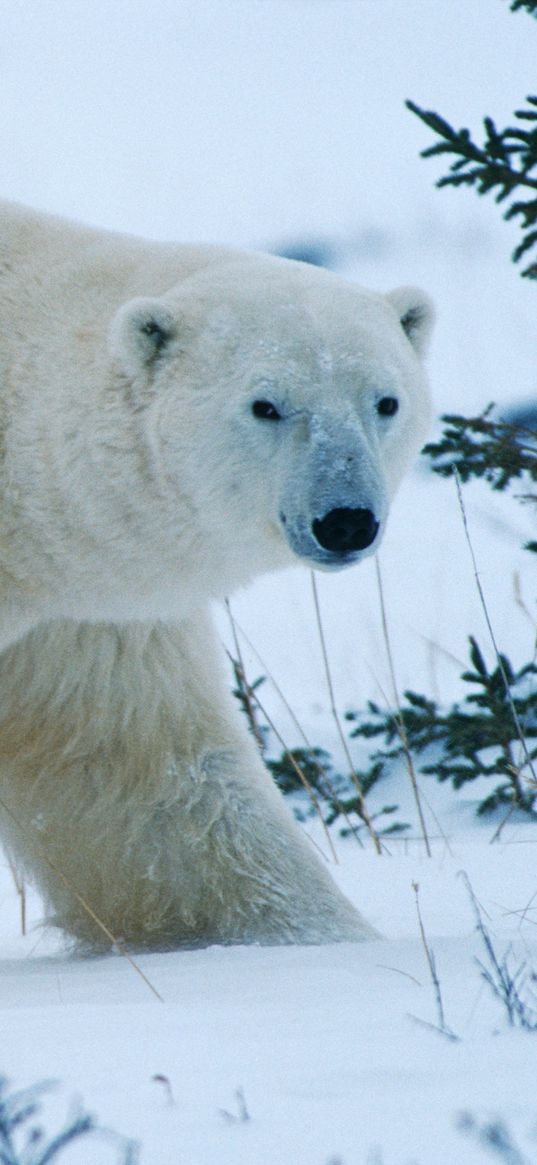 bear, north, winter, snow, forest