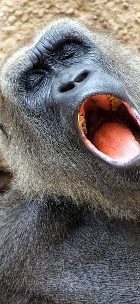 monkey, yawn, sleep, nap