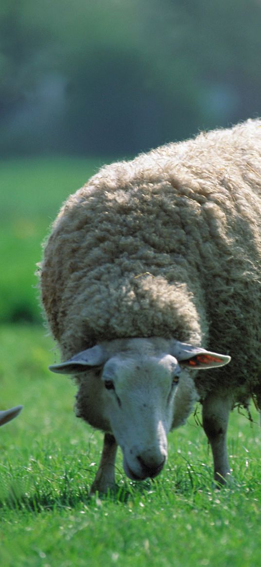 sheep, children, three, pasture