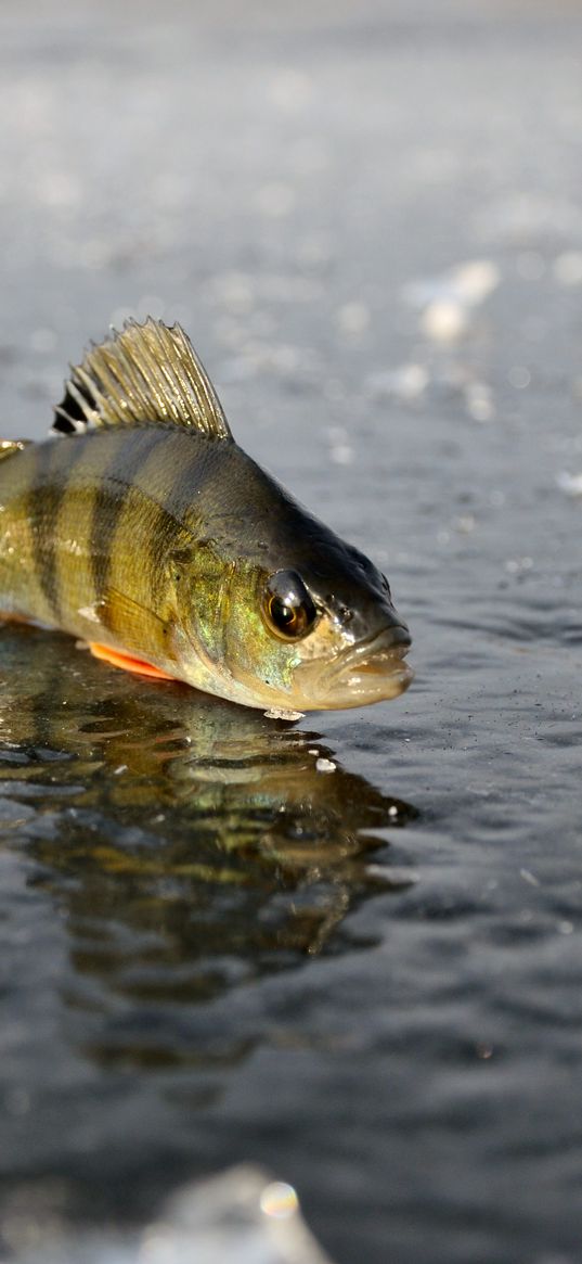 perch, ice, fishing, winter, reflection