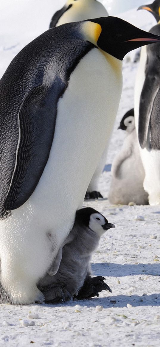 penguins, emperor, arctic, flock