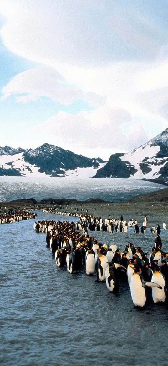 penguins, north, mountains, flock, colony