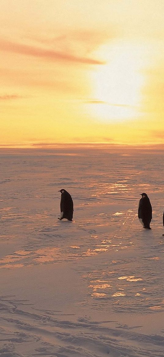 penguins, north, sunrise, winter, ice, snow