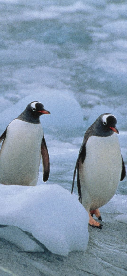 penguins, three, linux, north