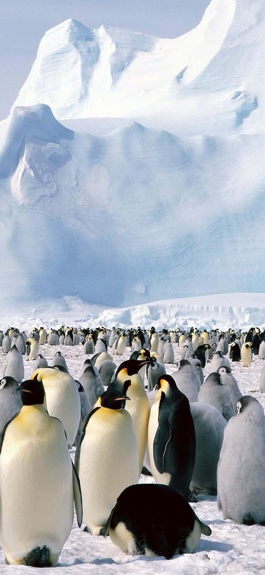 penguins, flock, north, snow, mountain