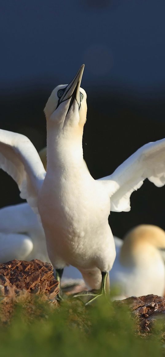 chick, bird, blur