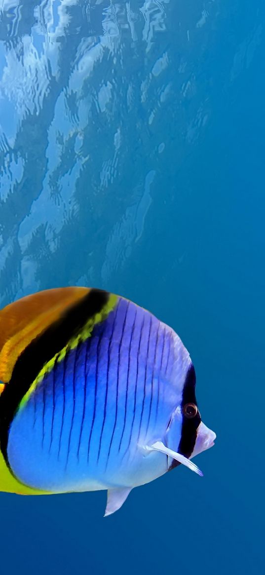 under water, coral, fish, sea, ocean