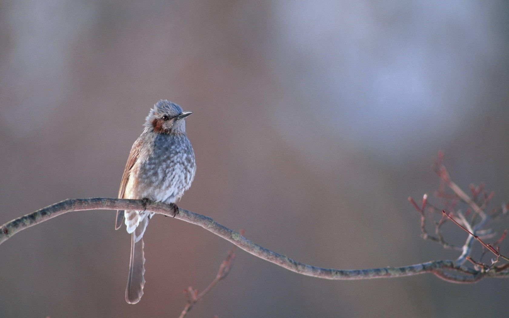 bird, branch, crest