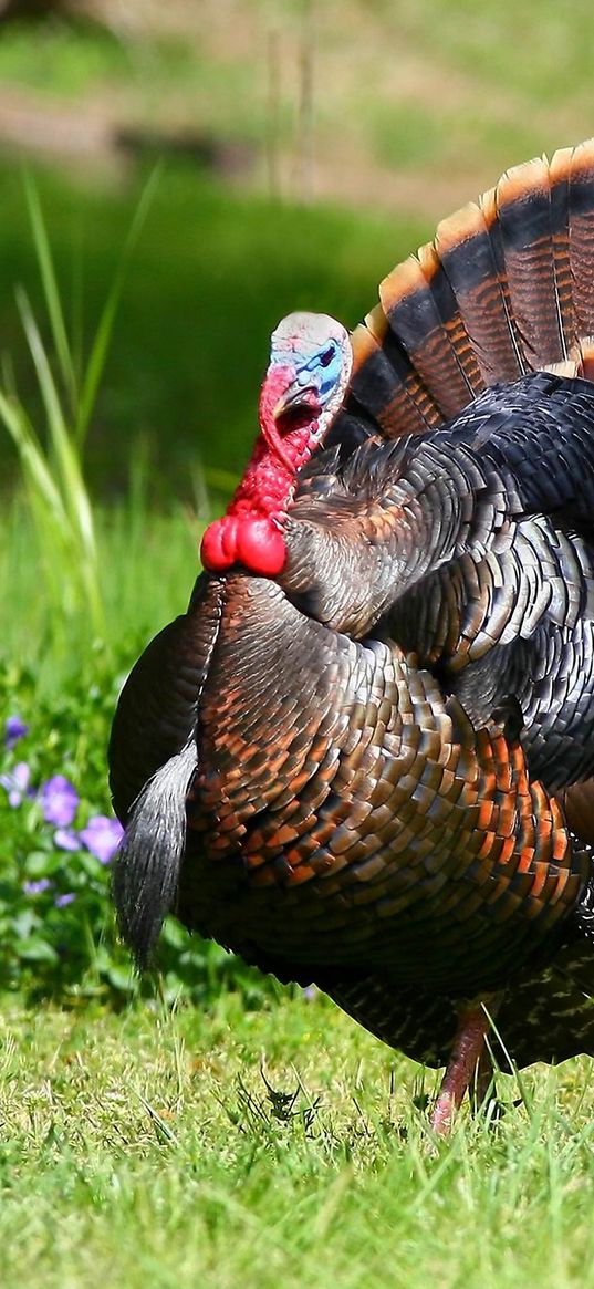 bird, turkey, feathers