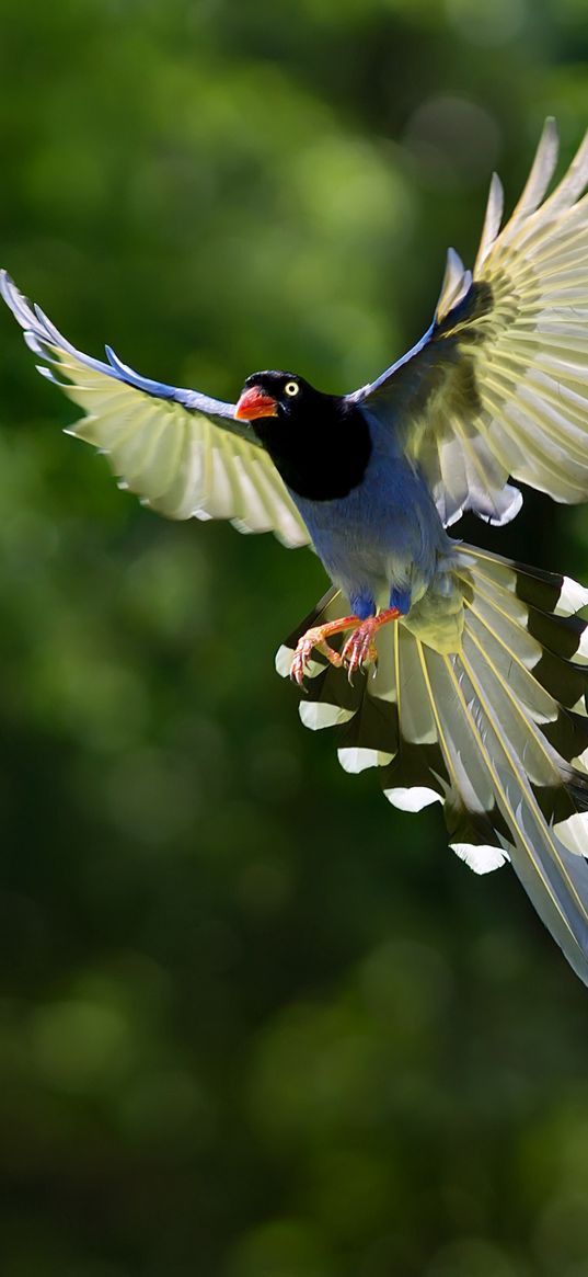 bird, wings, bokeh, background