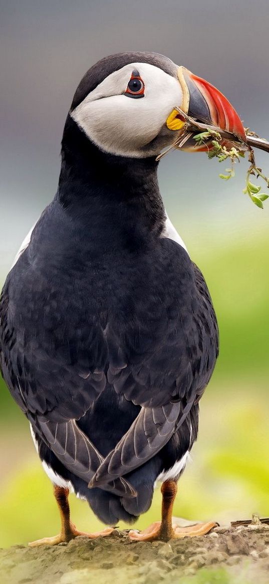 bird, pafin, deadlock, grass