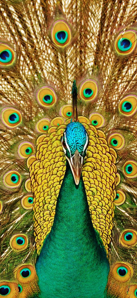 bird, peacock, feathers, tail