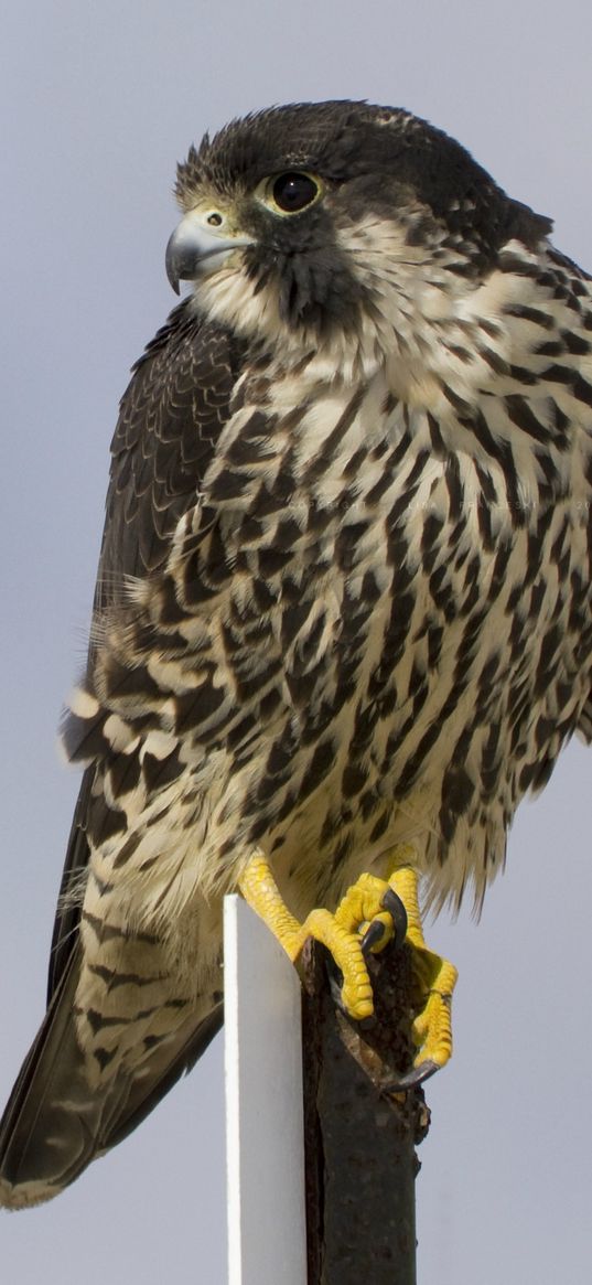 bird, peregrine falcon, view, profile, gray background