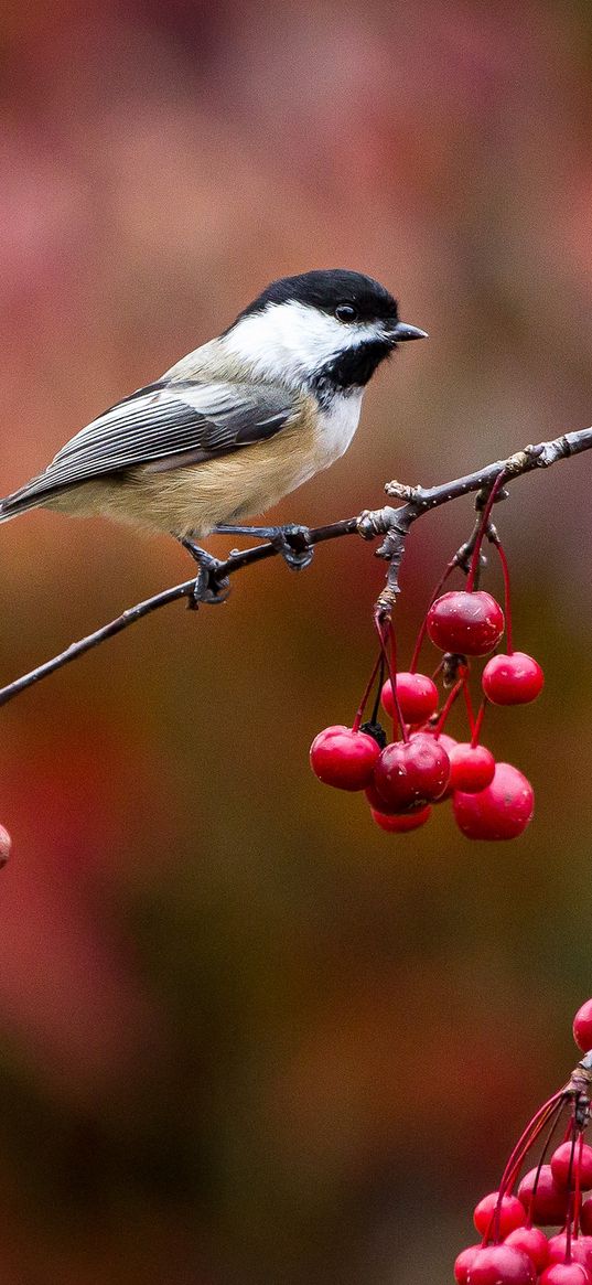 bird, chickadee, titmouse, branch, berries, autumn