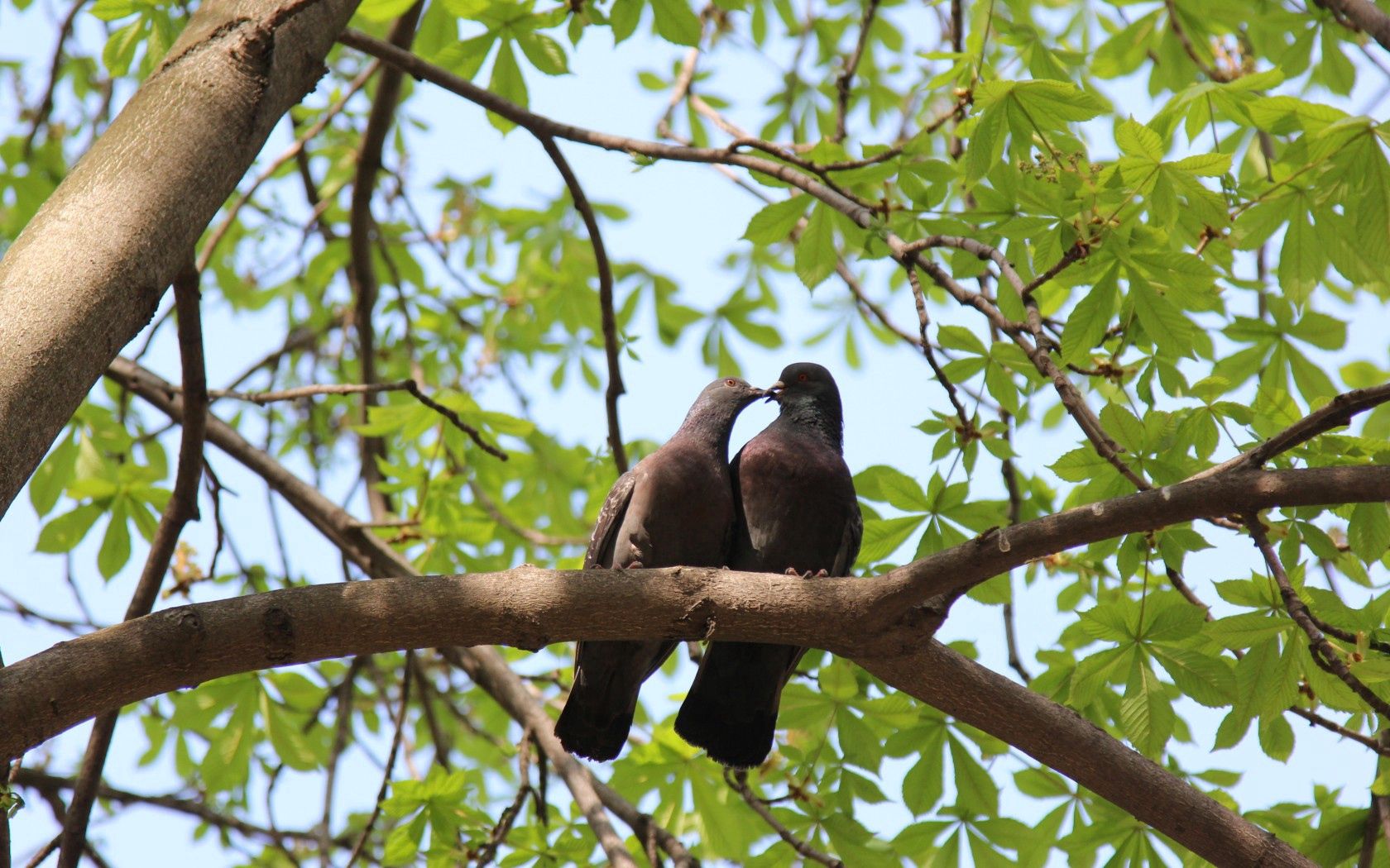 poultry, pigeons, nature