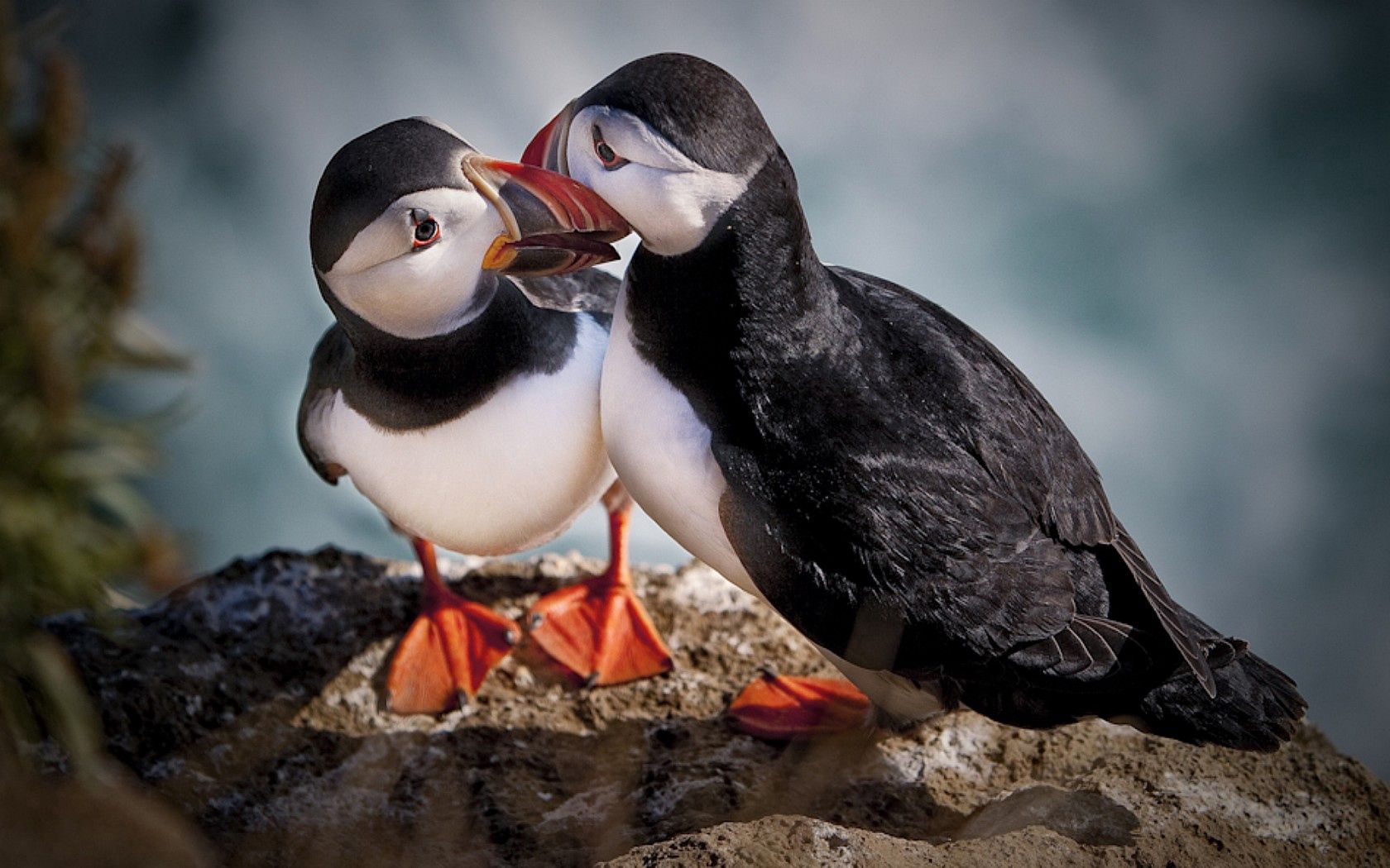 birds, rio, stand, stone, beaks, eyes, looks