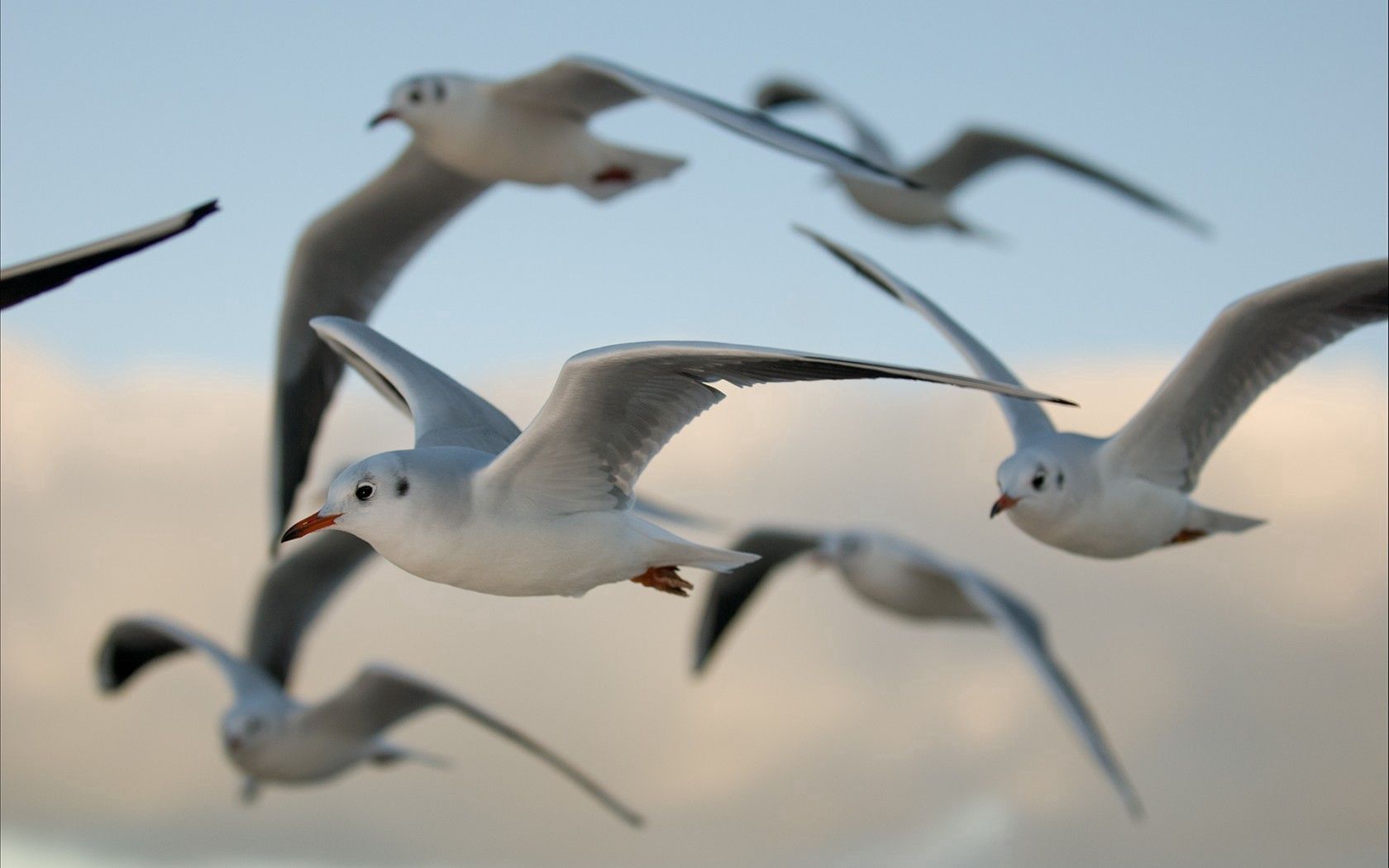 birds, gulls, flying