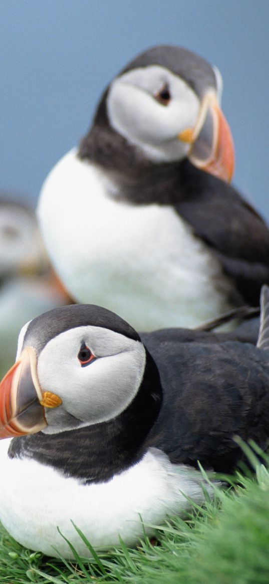 birds, puffins, grass, sky