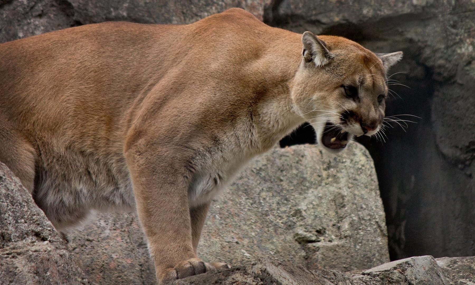 uma, cougar, mountain, lion, wild cat, teeth, rage