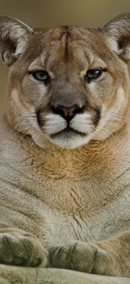 puma, cougar, mountain, lion