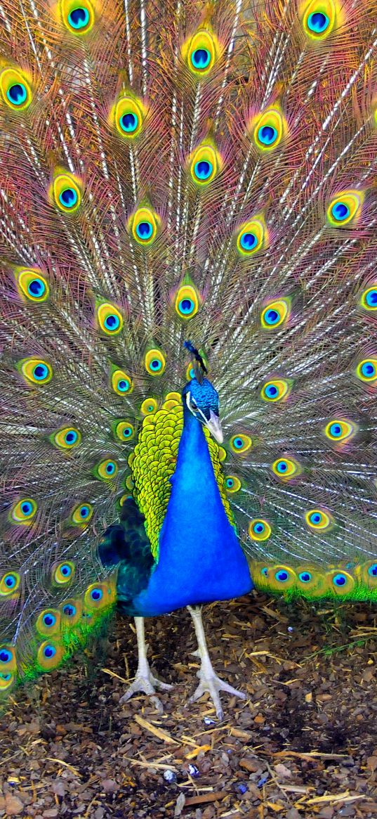 bird, peacock, beauty