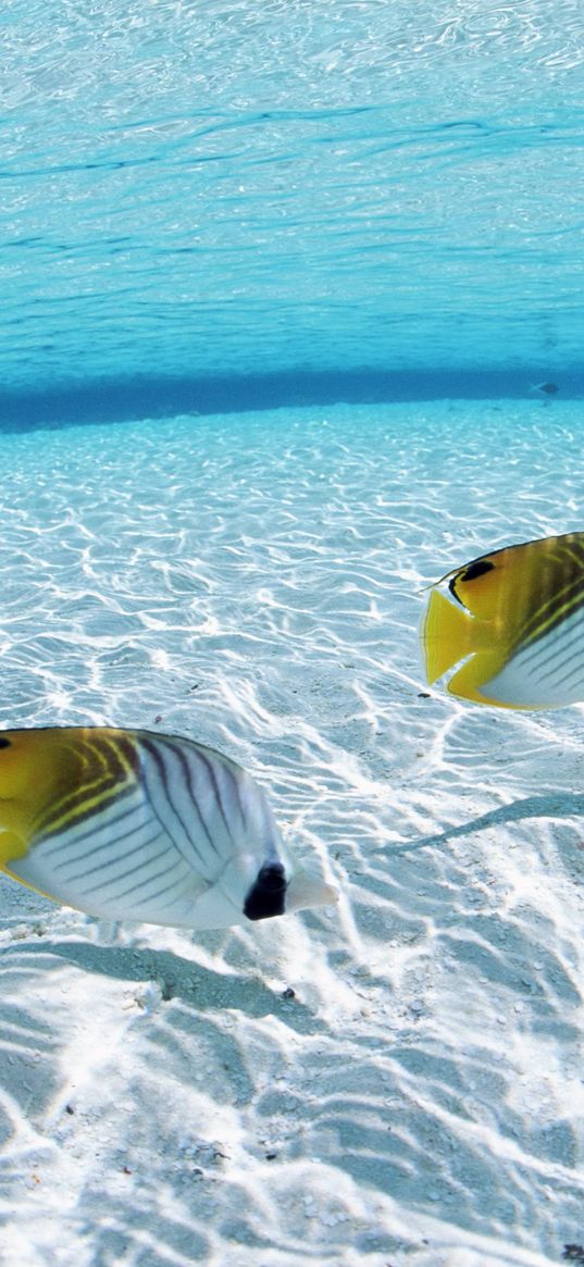 fish, butterfly, couple, sea, shallow water, bottom