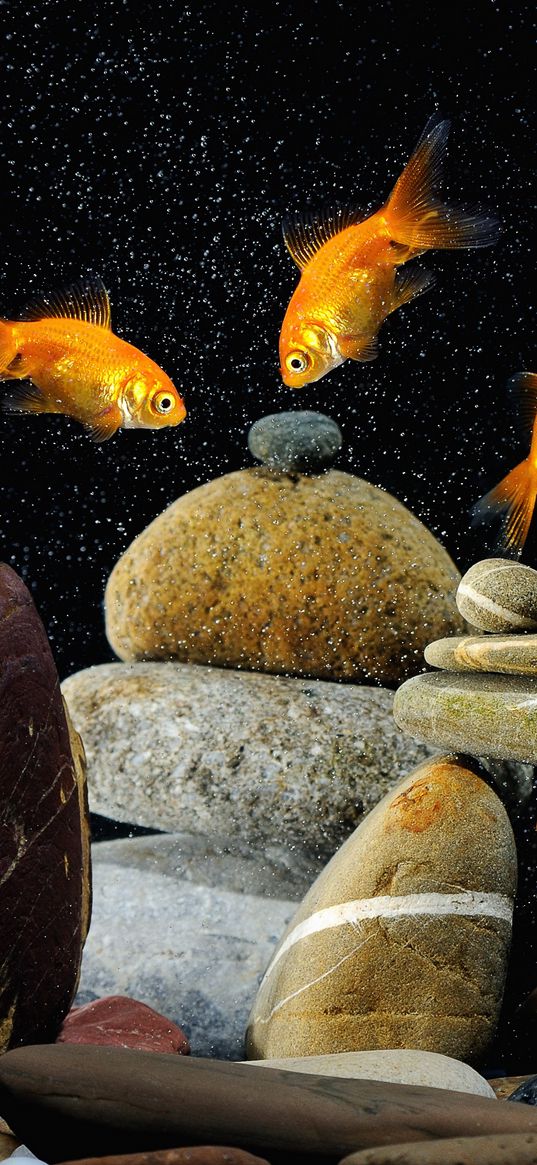 fish, aquarium, rocks, black background