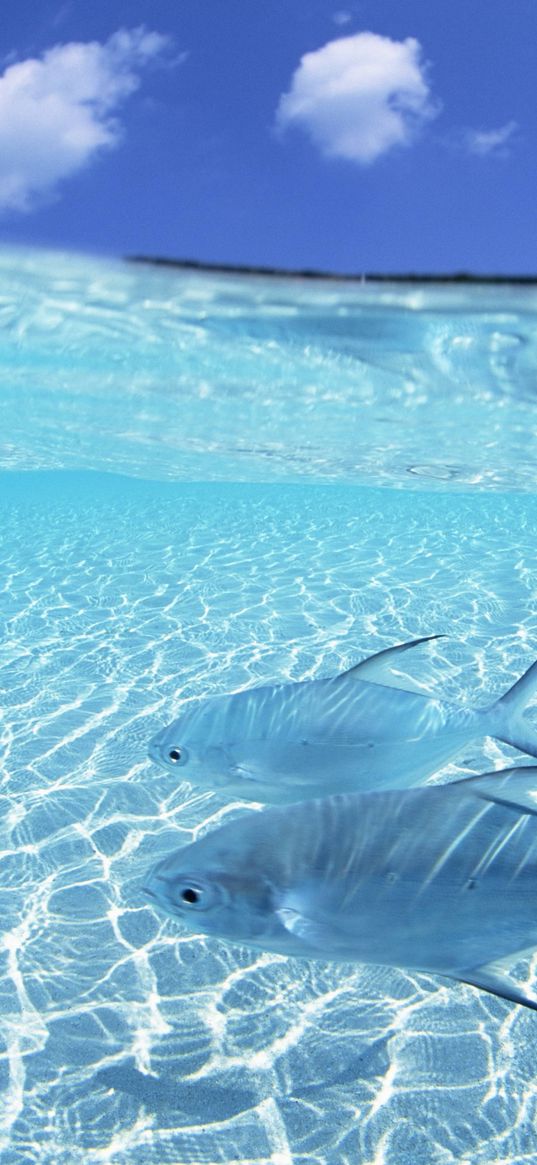 fish, steam, shallow water, island