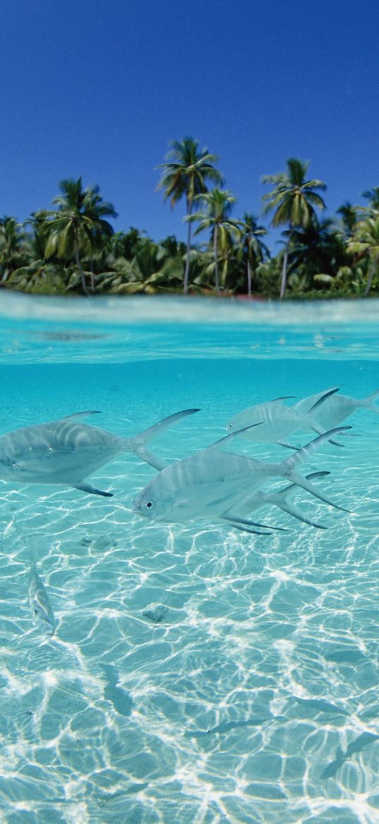 fish, flock, sea, shallow water, island, palm trees