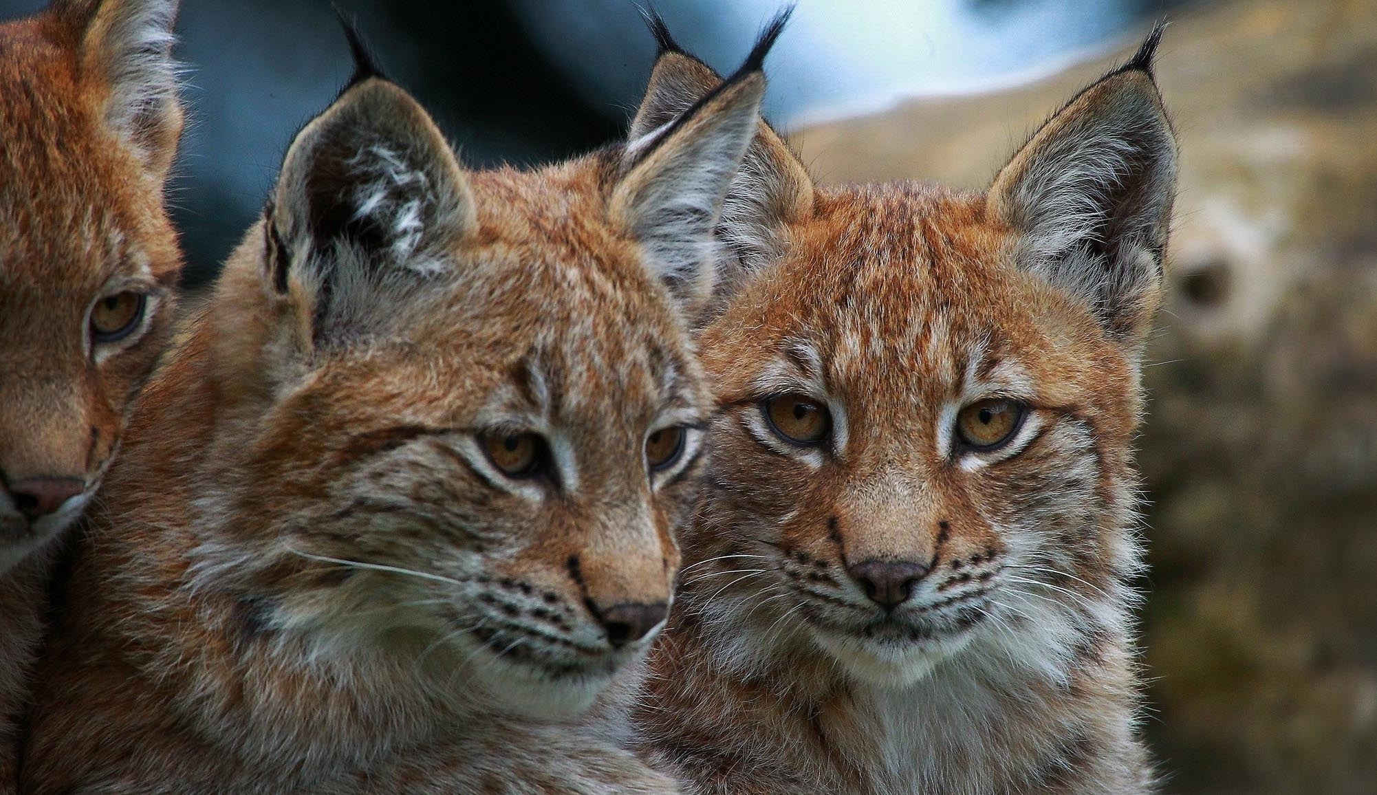 lynx, wild cat, predator