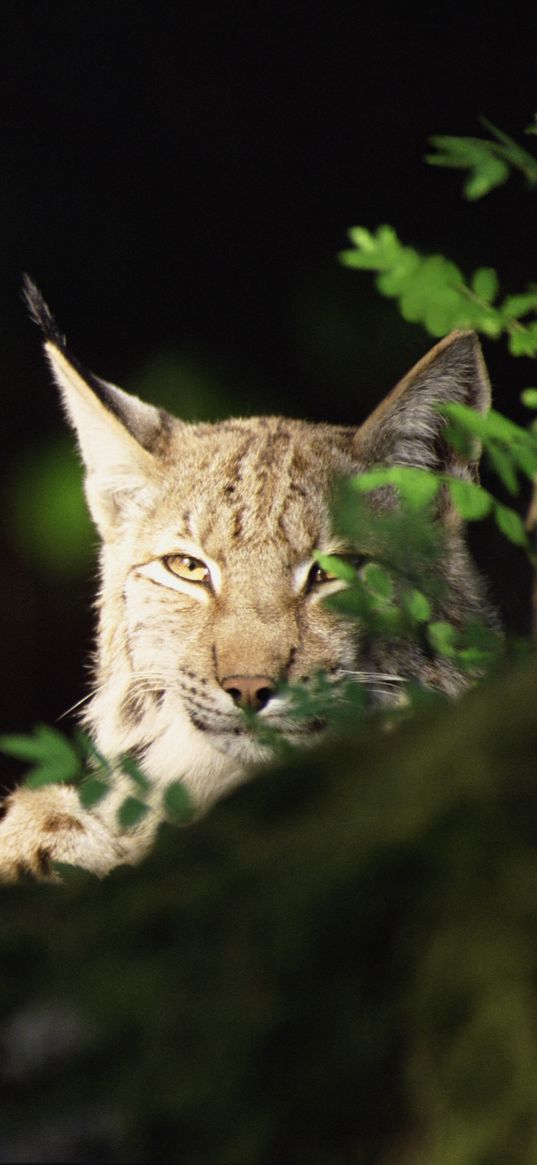 lynx, forest, thickets, predator