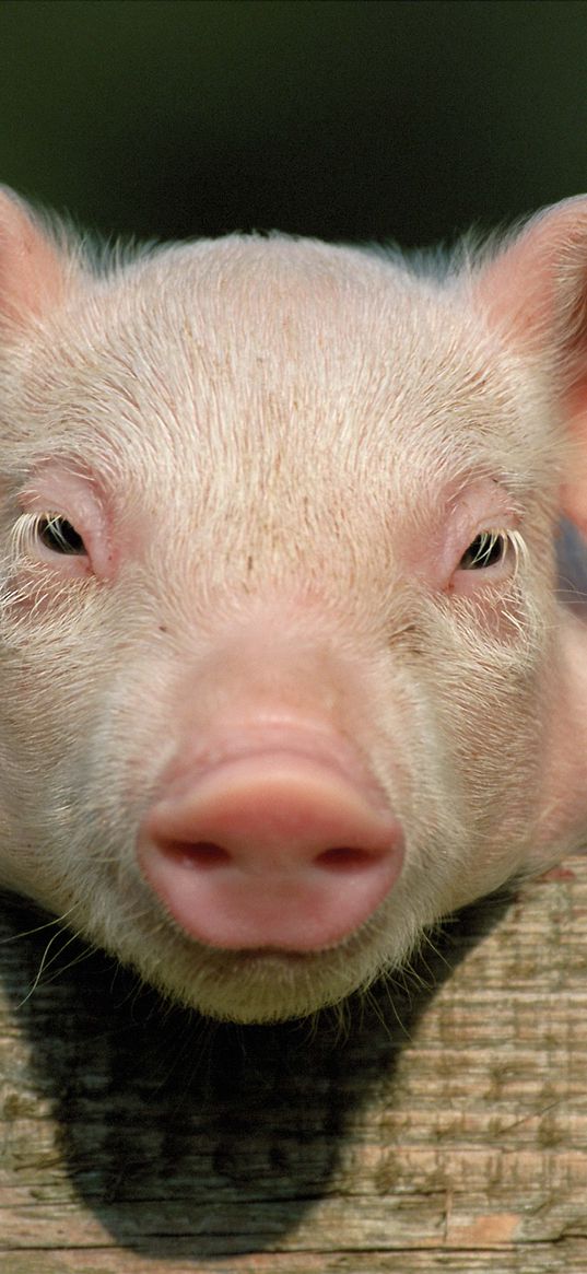 pig, little pig, countryside, hooves, close up, face