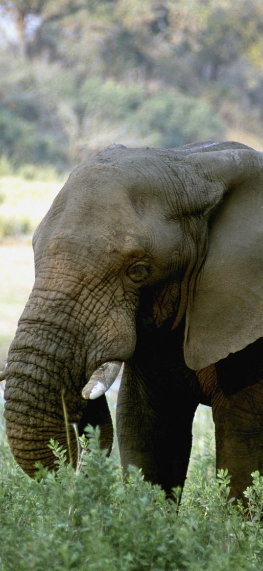 elephant, tusks, africa